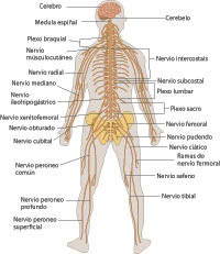 nervous system