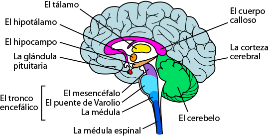 brain anatomy