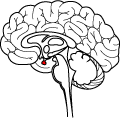 pituitary gland