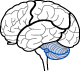 Cerebellum