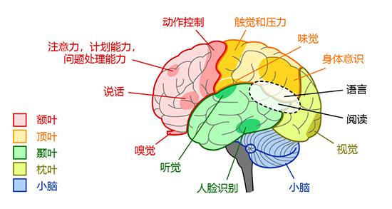 brain regions and functions