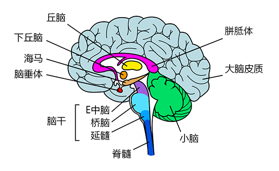 brain anatomy