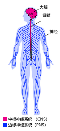 central and peripheral nervous system anatomy