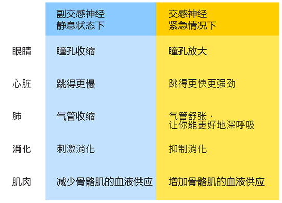 reaction of sympathetic and parasympethetic system - chinese