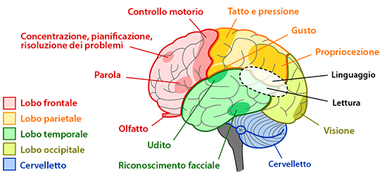 Controllo motorio, Tatto e pressione, Gusto, Propriocezione, Linguaggio, Lettura, Visione, Cervelletto, Riconoscimento facciale, Udito, Olfatto, Parola, Concentrazione, Pianificazione, Risoluzione dei problemi