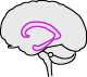 Limbic lobe