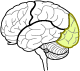 Occipital lobe