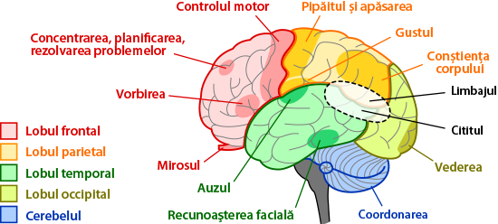 brain regions and functions