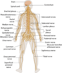 nervous system