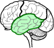 Temporal lobe