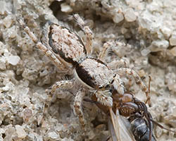 Jumping spider with disruptive coloration