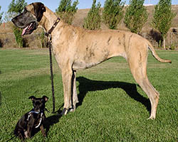 Great dane and Chihuahua