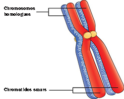 homologous chromosomes