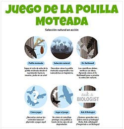 Juego de la polilla moteada