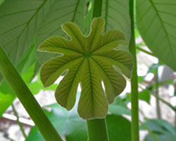 Growing Cecropia tree by Karla Moeller