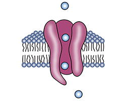 Cell membrane