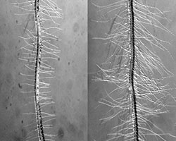 Genetically modified roots