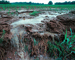 Farmland runoff