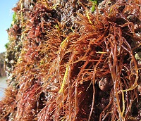 Red algae