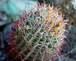 Barrel cactus