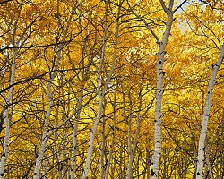 Fall aspen colors