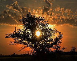 Sunlight through tree branches