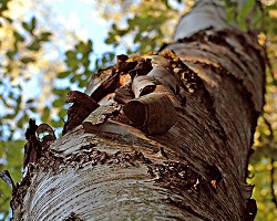 Tree trunk