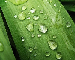 Water droplets on a plant