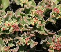 ice plant