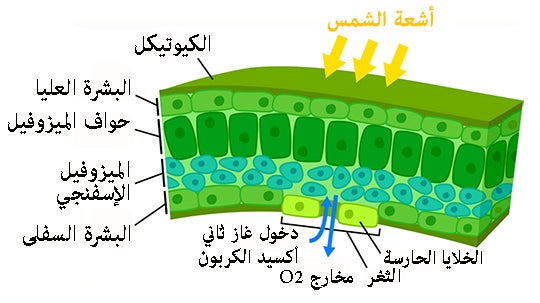 ورقة نبات عن قرب