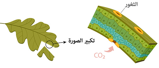 cross section of a leaf showing stomata