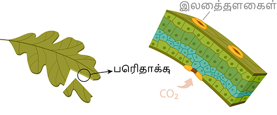 cross section of a leaf showing stomata