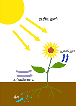 Basics of plant life