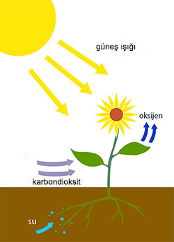 Basics of plant life