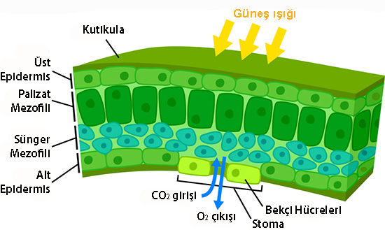 Plant leaf close-up