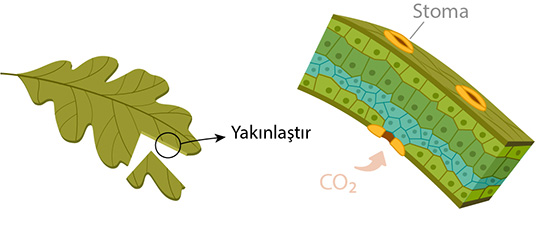 cross section of a leaf showing stomata