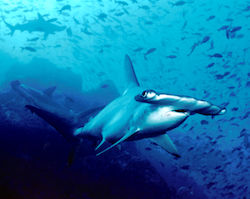 hammerhead shark