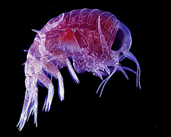 Zooplankton