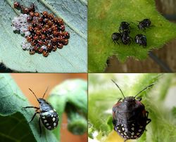 Instars of shield bugs