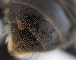 Strepsiptera wasp in the abdomen of another insect.