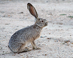 jackrabbit