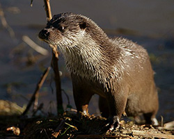 river otter