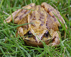 common frog