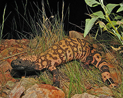 Gila monster at night