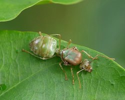 weaver ant queen