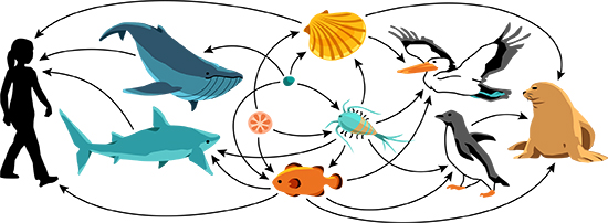 food web