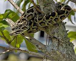 Burmese python