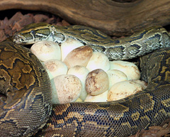 python brooding