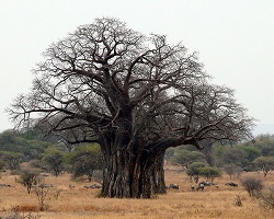 Adansonia digitata