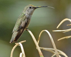 hummingbird tongue